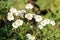 White flowers of sneezewort or Achillea ptarmica