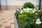 White flowers of the snowdrop anemone sylvestris in home garden, close up