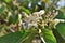 White flowers of Solanum paniculatum in field on sunny day