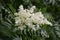 White flowers of Sorbaria sorbifolia.