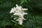 White flowers of Sorbaria sorbifolia.