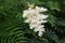 White flowers of Sorbaria sorbifolia.