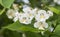 White flowers southern catalpa tree 2