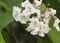 White flowers southern catalpa tree