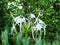 white flowers Spider lily