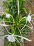 White flowers of Spider lily (Hymenocallis speciosa) in the garden