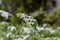 White flowers of Spiraea cinerea
