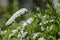 White flowers of Spiraea cinerea