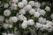 White flowers of a Spiraea prunifolia