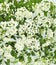 White flowers Spirea, Spiraea cantoniensis