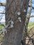 White flowers stand out on the bare trunk of the tree