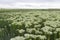 White flowers in the steppe, floral background