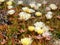 White flowers with succulant leaves