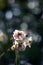 White flowers summer country fields background