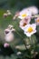 White flowers summer fields country background