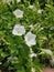 white flowers in a sunny day