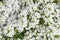 White flowers sweet william