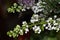 White flowers of Syringa vulgaris `Madame Lemoine`