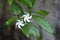 White flowers of Tabernaemontana divaricata, tropical plant in bloom