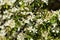 White flowers taking bloom on a green plant