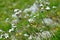 White flowers on tall stems in the field