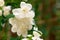 White flowers of terry jasmine with droplets of dew on petals on a blurred background of green foliage close up
