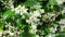 White flowers Trachelospermum or Jasmine.