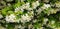 White flowers Trachelospermum or Jasmine.