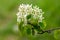 White flowers of the tree Amelanchier Arborea Irga on a green background