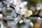 White flowers of the trifoliate orange, poncirus trifoliata