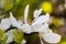 White flowers of the trifoliate orange, poncirus trifoliata