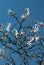 White flowers of the trifoliate orange, poncirus trifoliata