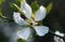 White flowers of the trifoliate orange, poncirus trifoliata