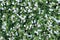 White flowers tuberous begonias on the flowerbed