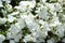 White flowers of Turkish clove close-up.