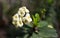 White flowers of an unknown plant under the rays of a sun