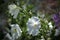 White flowers in a varied garden.