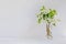 White flowers in a vase on a light background