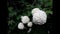 White flowers of viburnum buldenezh close-up