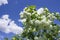 White flowers viburnum buldenezh decorative.