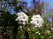 White flowers of Viburnum Burkwoodii.