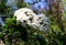 White flowers of Viburnum Burkwoodii.