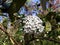 White flowers of Viburnum Burkwoodii.