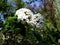 White flowers of Viburnum Burkwoodii.