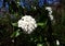 White flowers of Viburnum Burkwoodii.