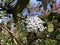 White flowers of Viburnum Burkwoodii.