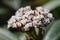 White flowers of Viburnum davidii in extreme close up