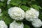 White flowers of viburnum snow ball in spring garden.