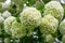 White flowers of viburnum snow ball in spring garden.