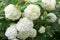 White flowers of viburnum snow ball in spring garden. Guelder rose boule de neige.